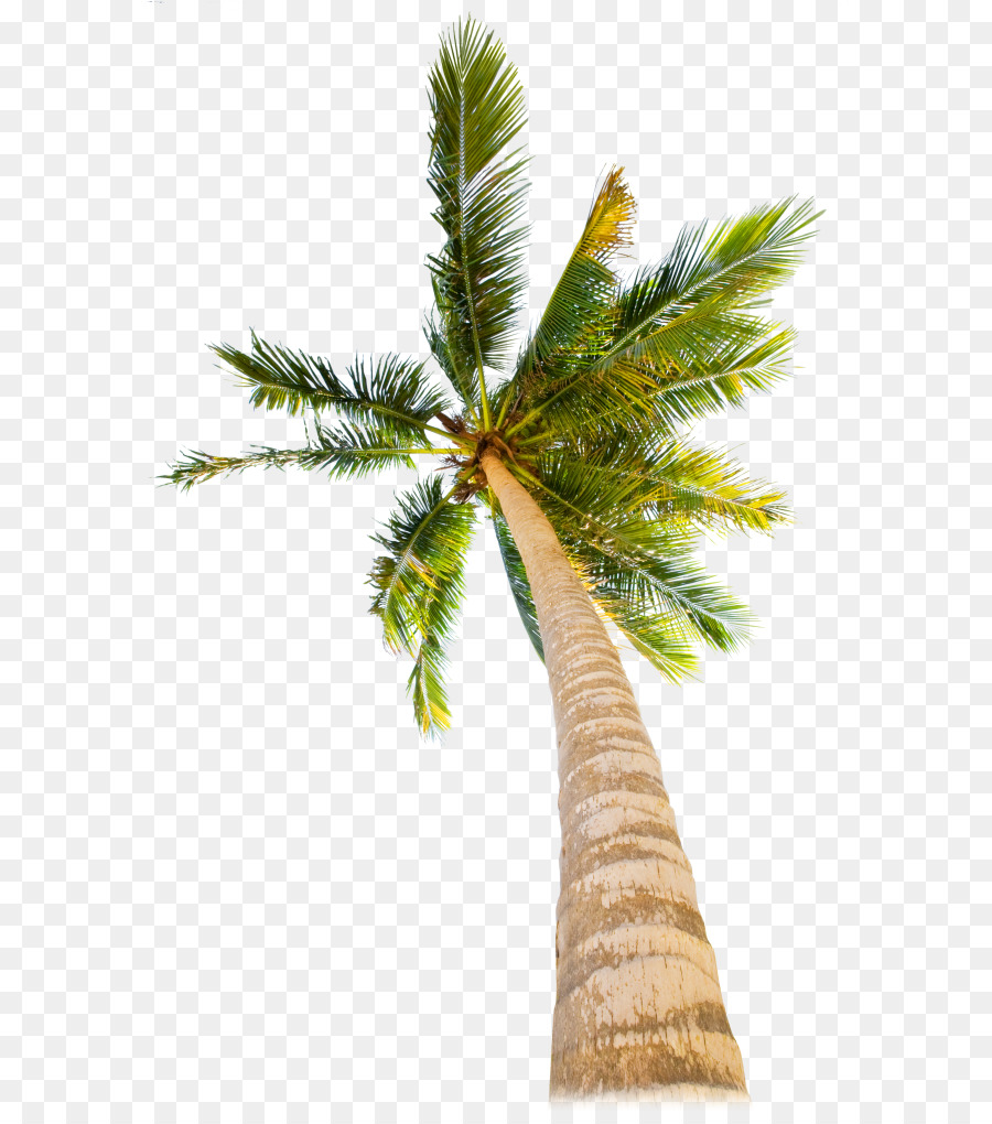 albero di palma - data di palm