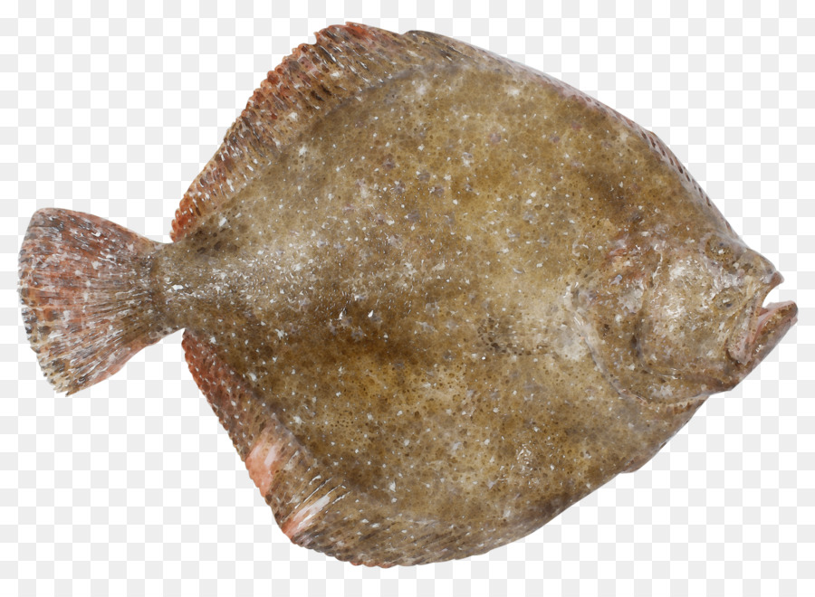 fish flatfish sole fish flounder