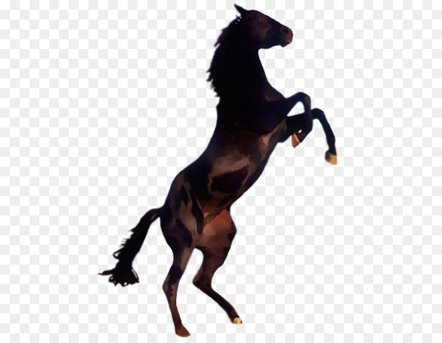 cavallo mustang cavallo animale figura stallone criniera - 
