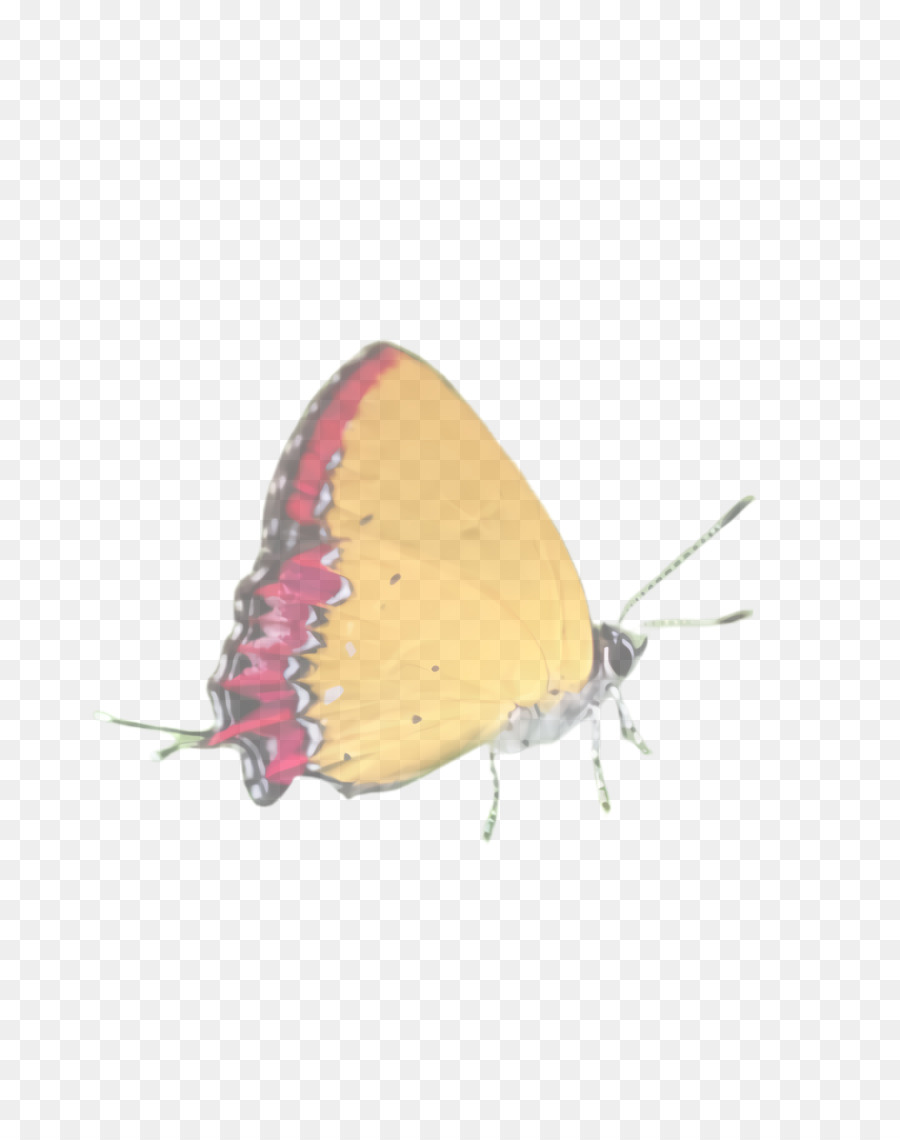 Schmetterlingsinsektenmotten und Schmetterlinge lycaenid Bestäuber - 