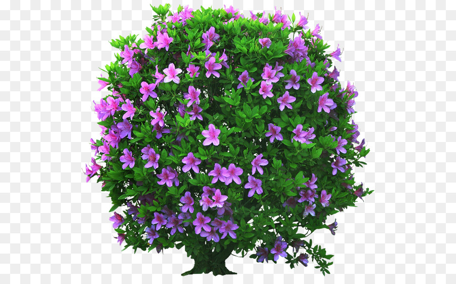 cây hoa màu tím cây bụi - 