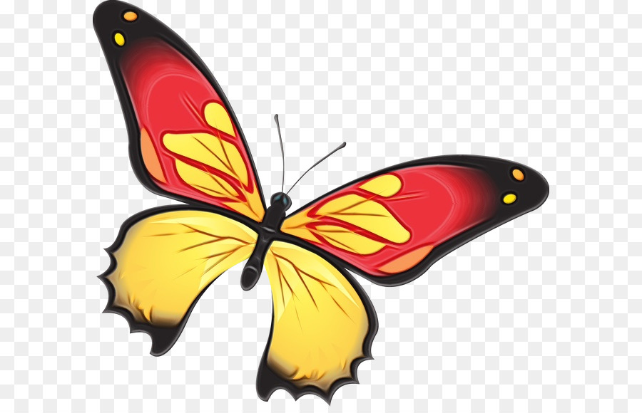 Monarch Schmetterling - 