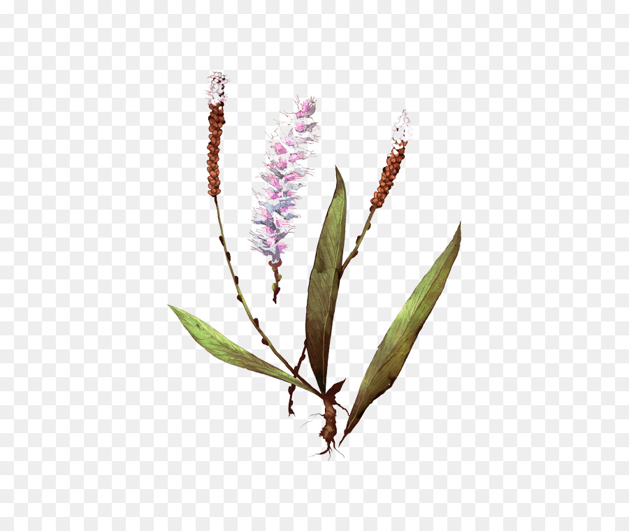 Blume Pflanze Wasser Smartweed - Federpolygonum