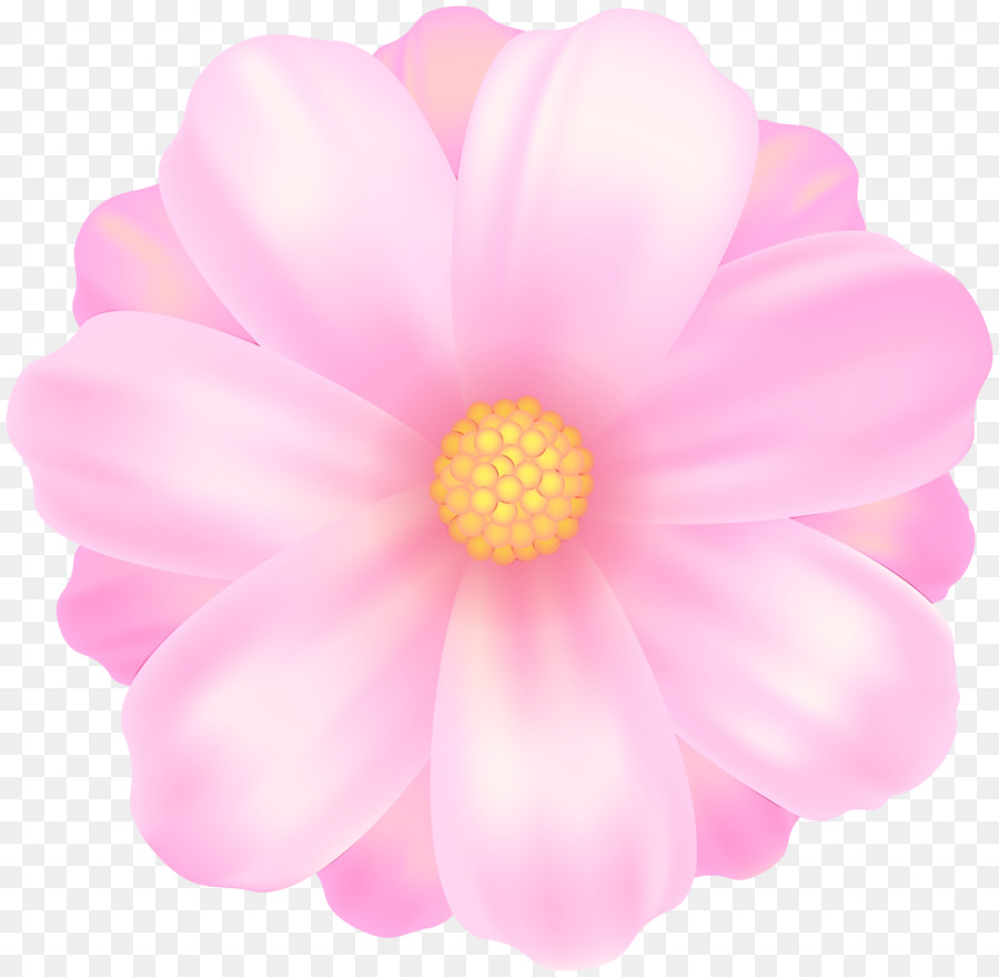 Blütenblatt rosa Blume Pflanze blühende Pflanze - 