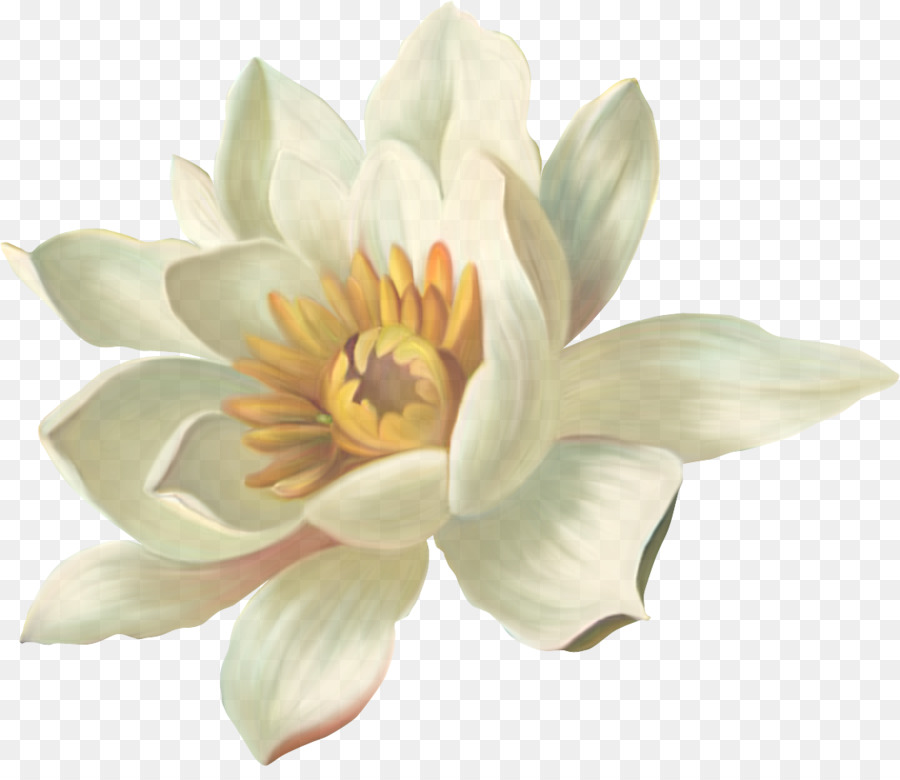 Weiße Blütenblatt-Blumenpflanze Wasserpflanze - 