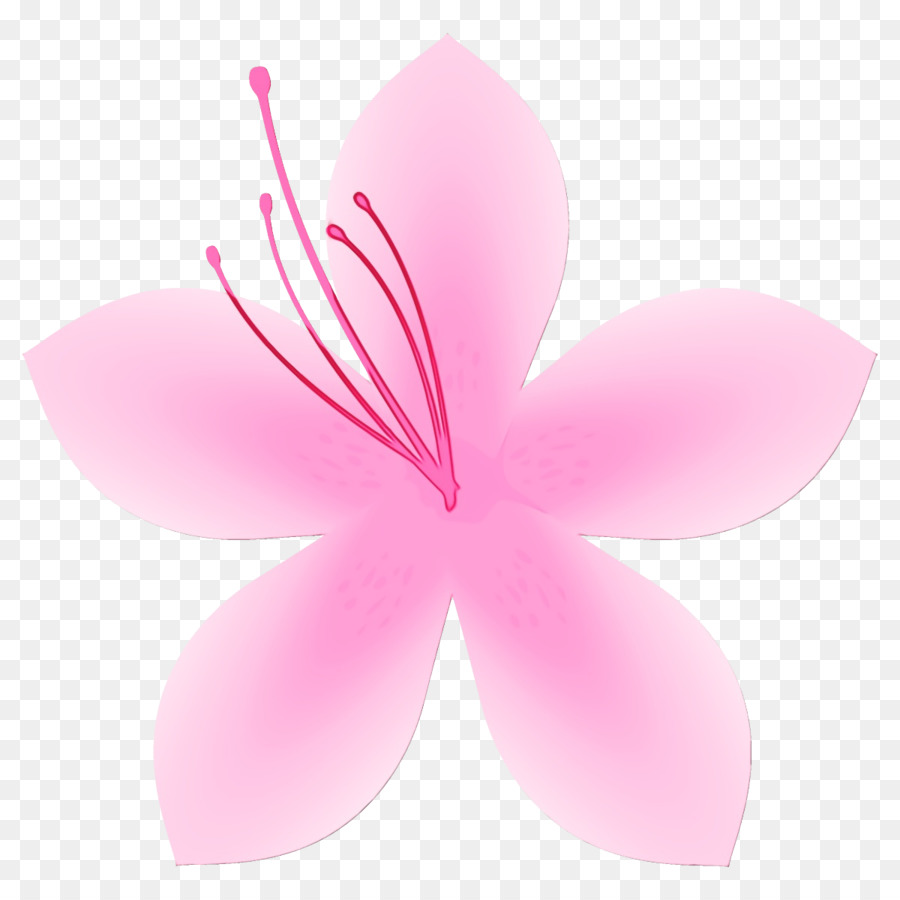 petalo rosa fiore pianta ibisco - 