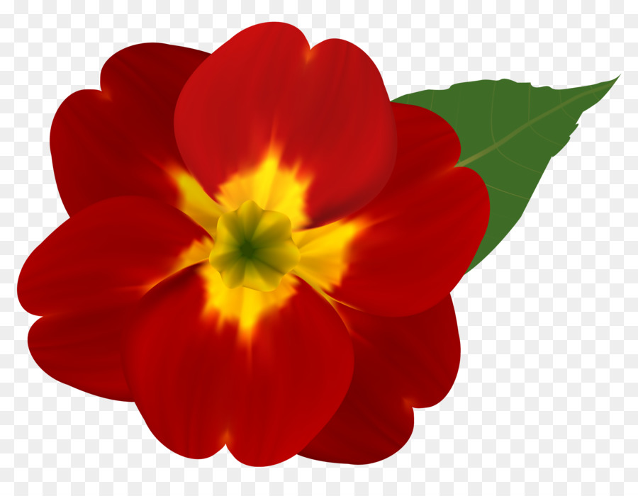 Pianta di fioritura della pianta rossa del fiore del petalo - 