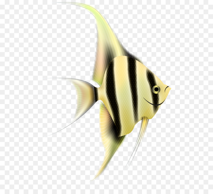 Fisch pomacanthidae gelber Fisch pomacentridae - 