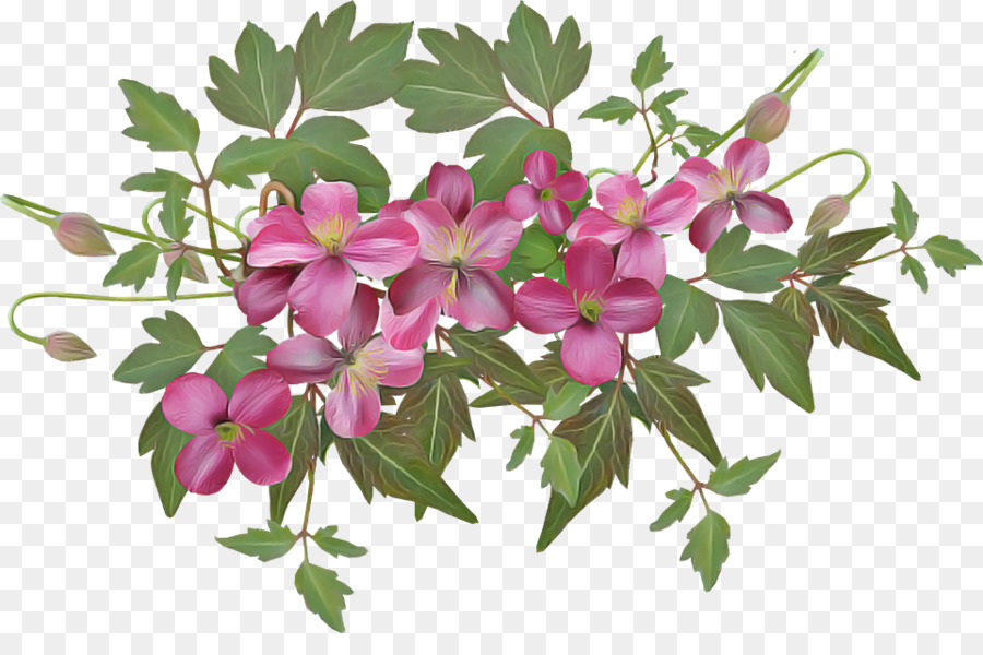 petalo di pianta di fioritura rosa della pianta del fiore - 