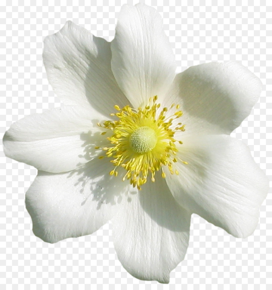 flower flowering plant petal white plant