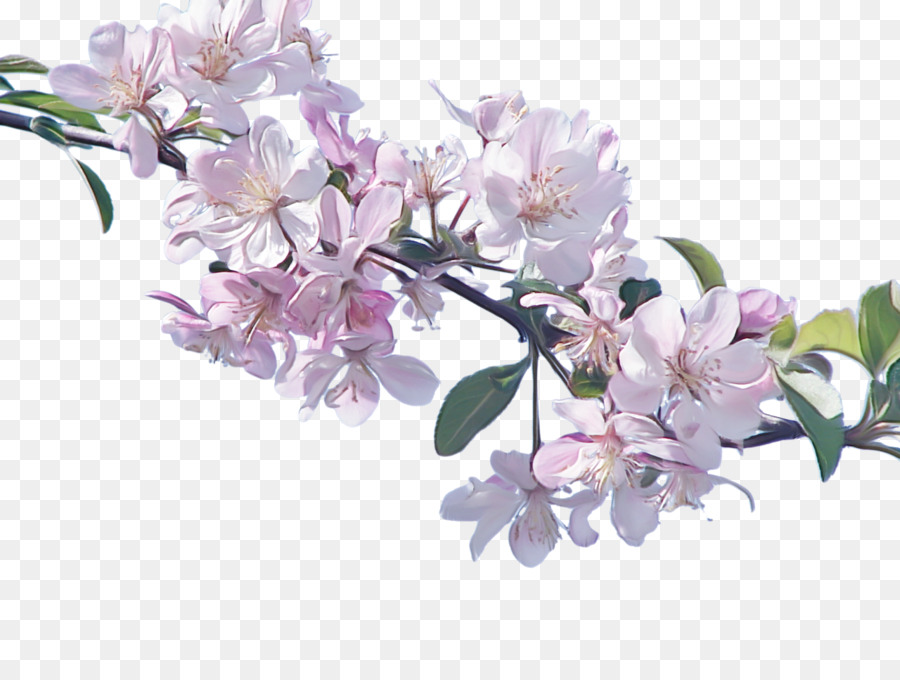 Flower Flowering Plant Plant Lilla Branch - 