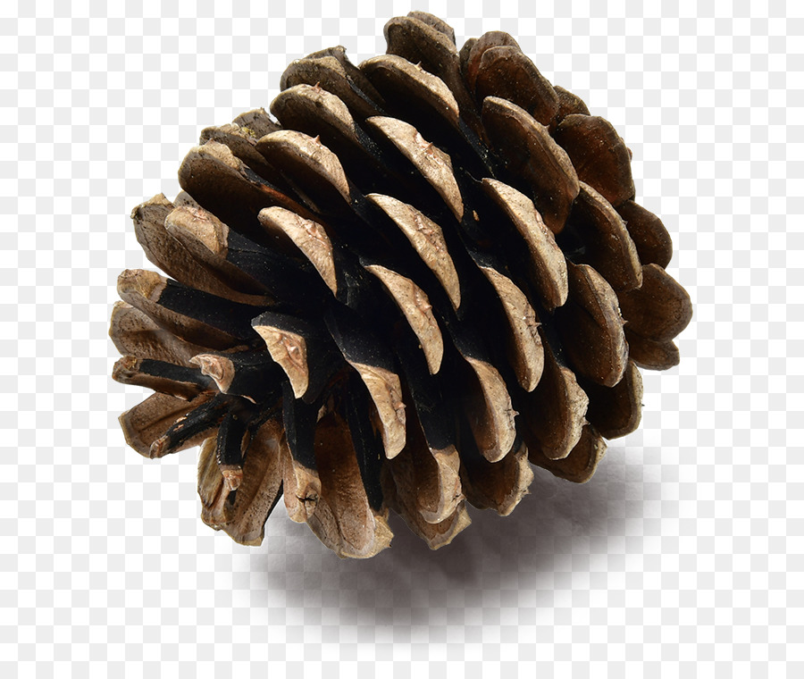 sugar pine white pine conifer cone red pine lodgepole pine