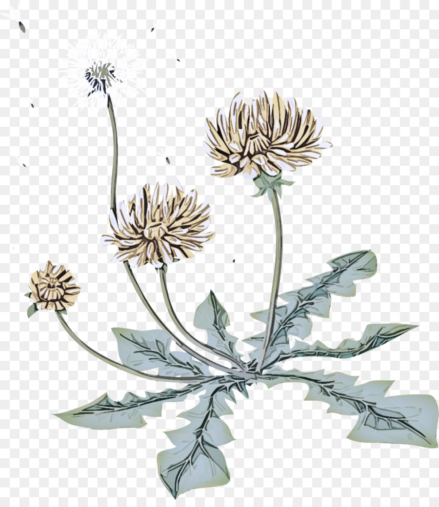 Blühende Pflanze Blume Pflanze Kugeldistel Petersilie Familie - 