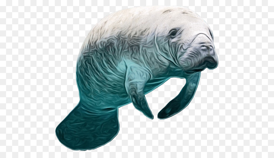 manatee marine mammal sea cows animal figure dugong png download - 569*508  - Free Transparent Watercolor png Download. - CleanPNG / KissPNG