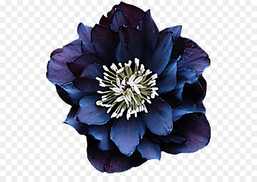 Pianta del petalo blu della pianta di fioritura del fiore - 