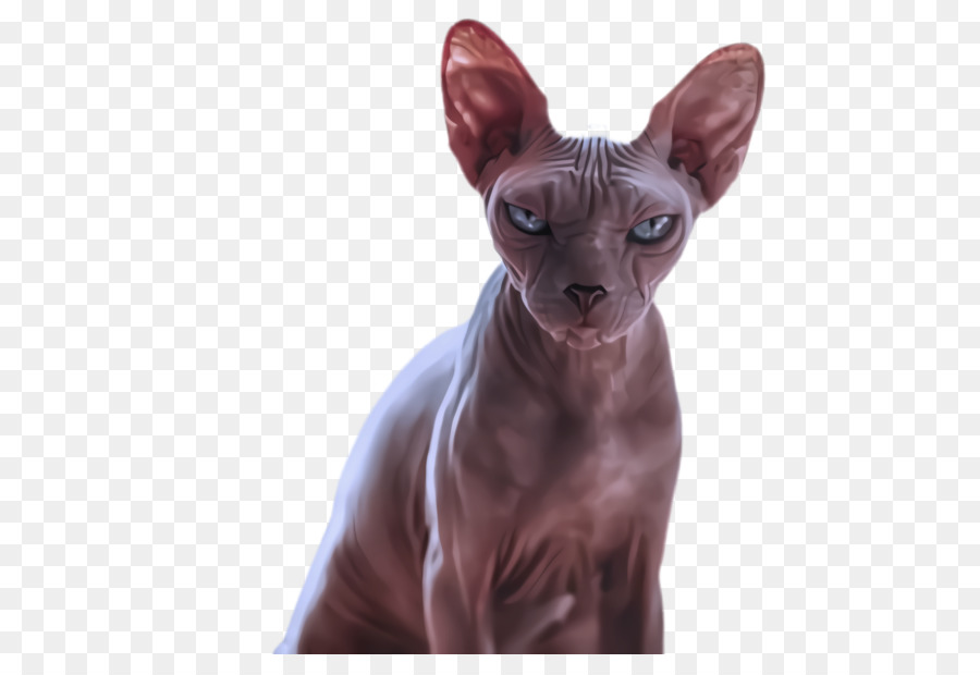 cat sphynx donskoy small to medium-sized cats peterbald