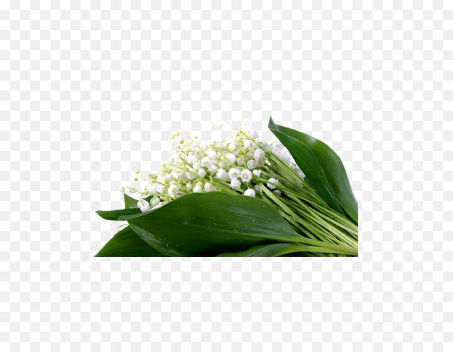 lily of the valley flower plant leaf flowering plant