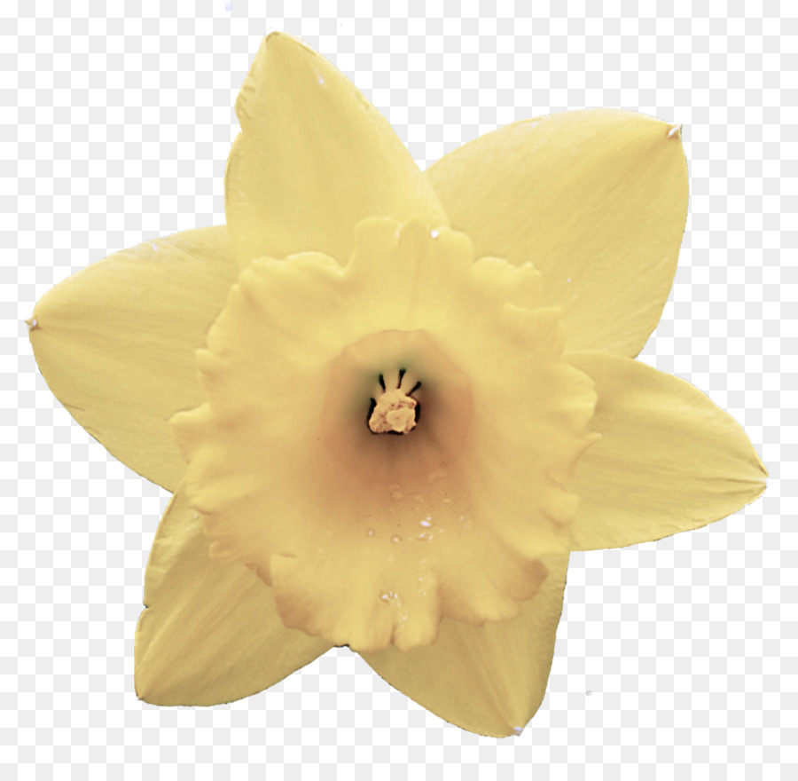 narciso giallo della pianta del fiore del petalo - 