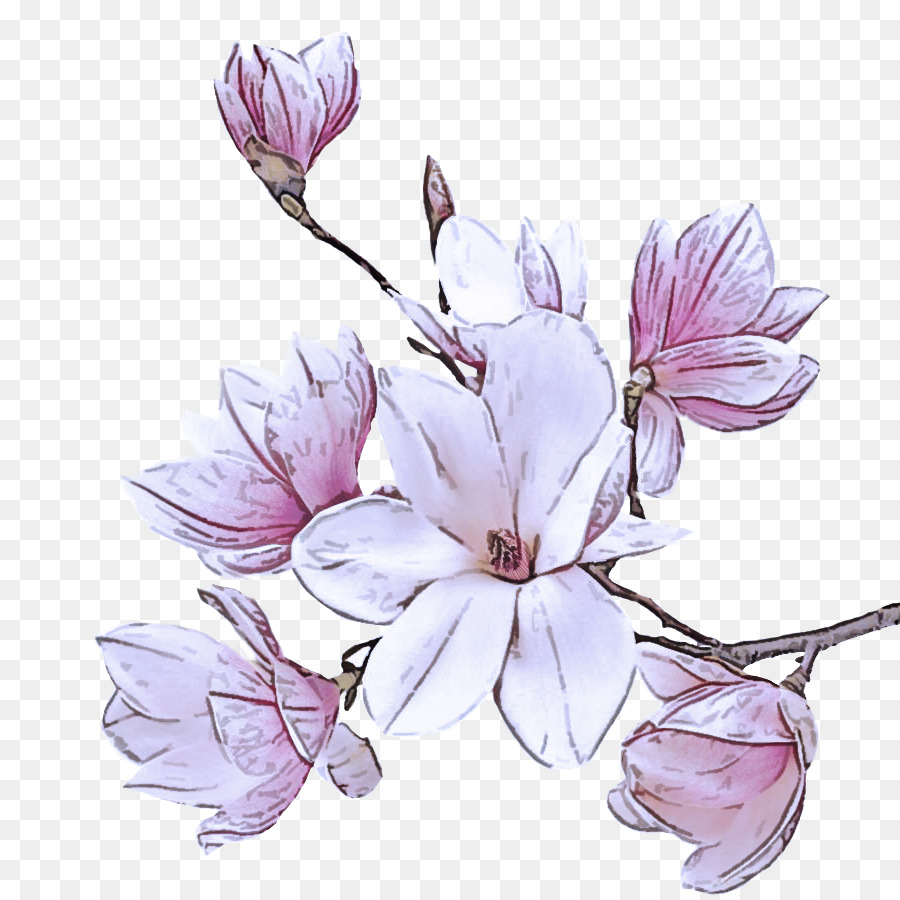 hoa cánh hoa cây hoa lilac - 