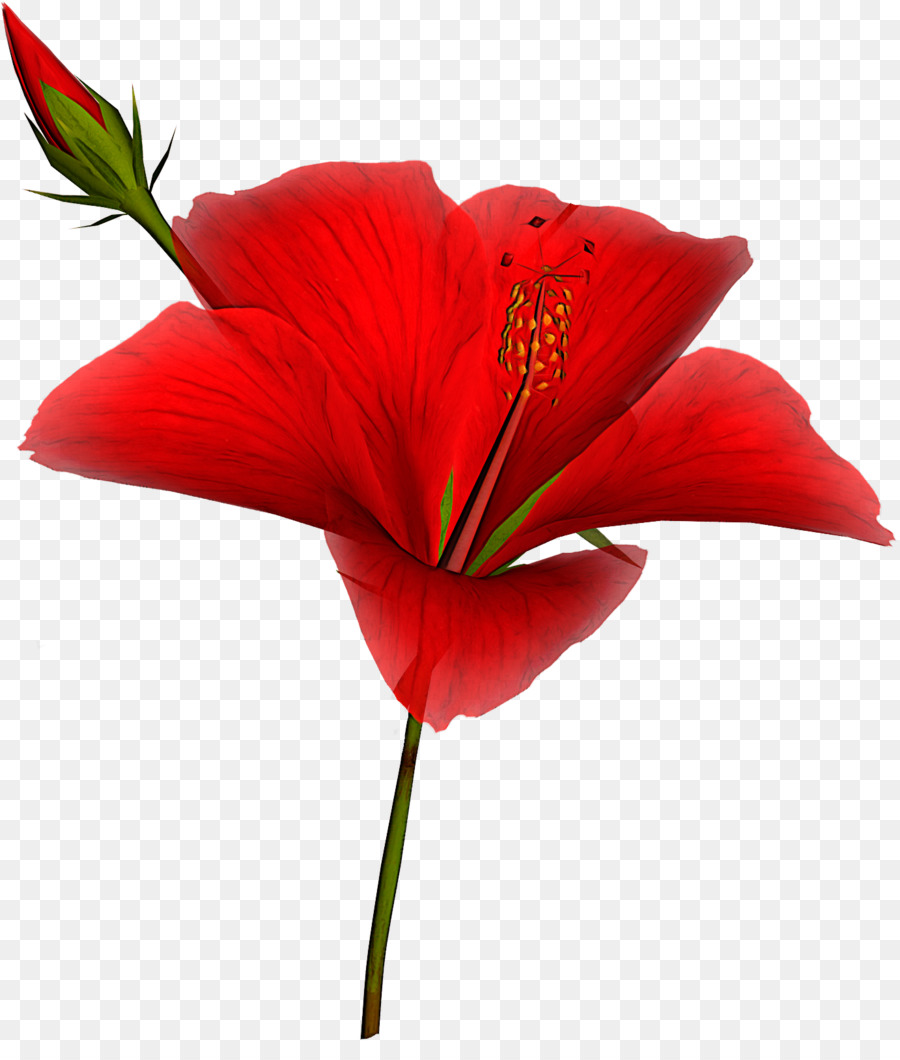 pianta da fiore petalo pianta rossa - 