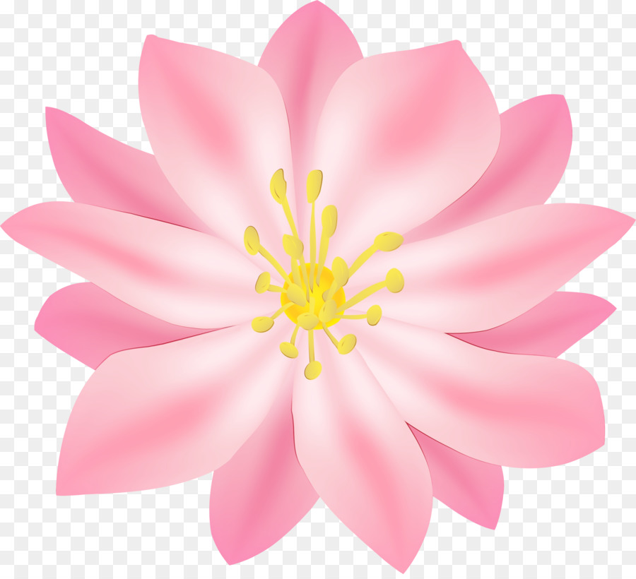 Blütenblatt Blume rosa Wasserpflanze blühende Pflanze - 
