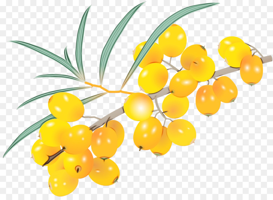 foglia gialla della frutta del fiore della pianta - 
