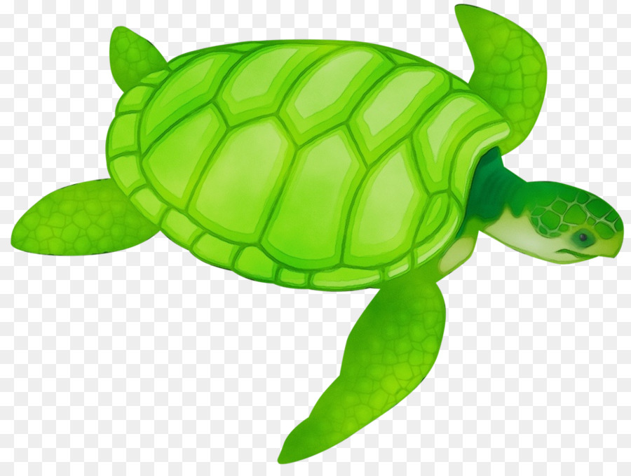 Meeresschildkrötegrün grüne Meeresschildkröteschildkröte - 