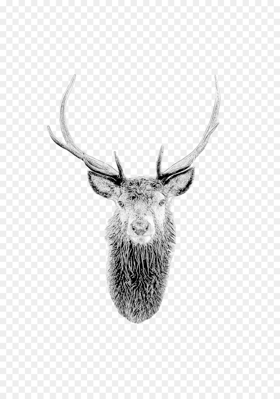testa di corno corna alci della fauna selvatica - acquerello cervo
