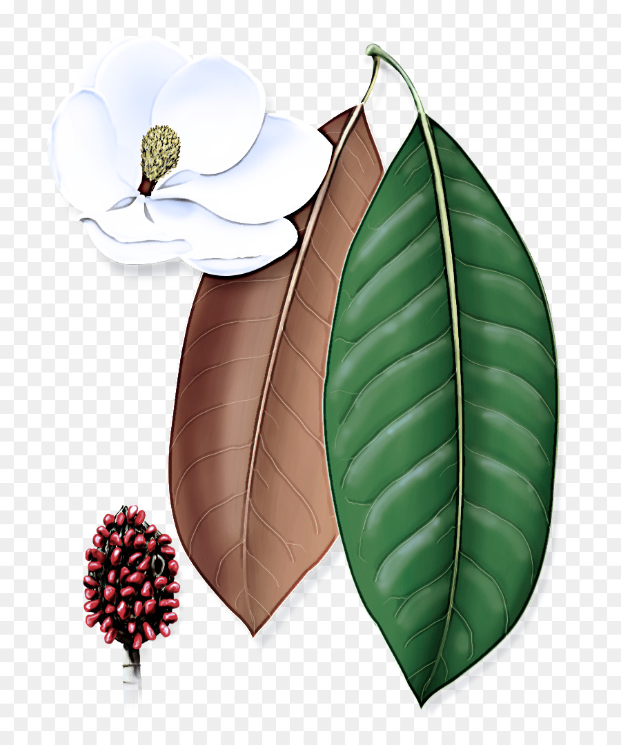 anthurium dell'albero del fiore della pianta della foglia - 