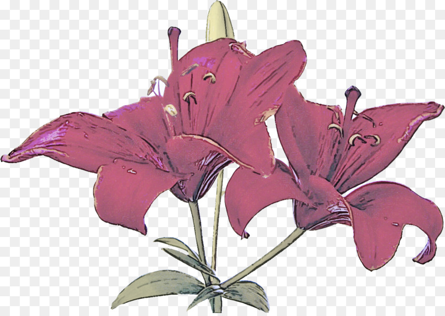 hoa lily màu hồng tím - 