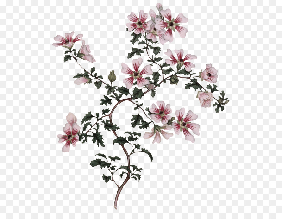 Flower Plant Petalo Pink Blossom - 