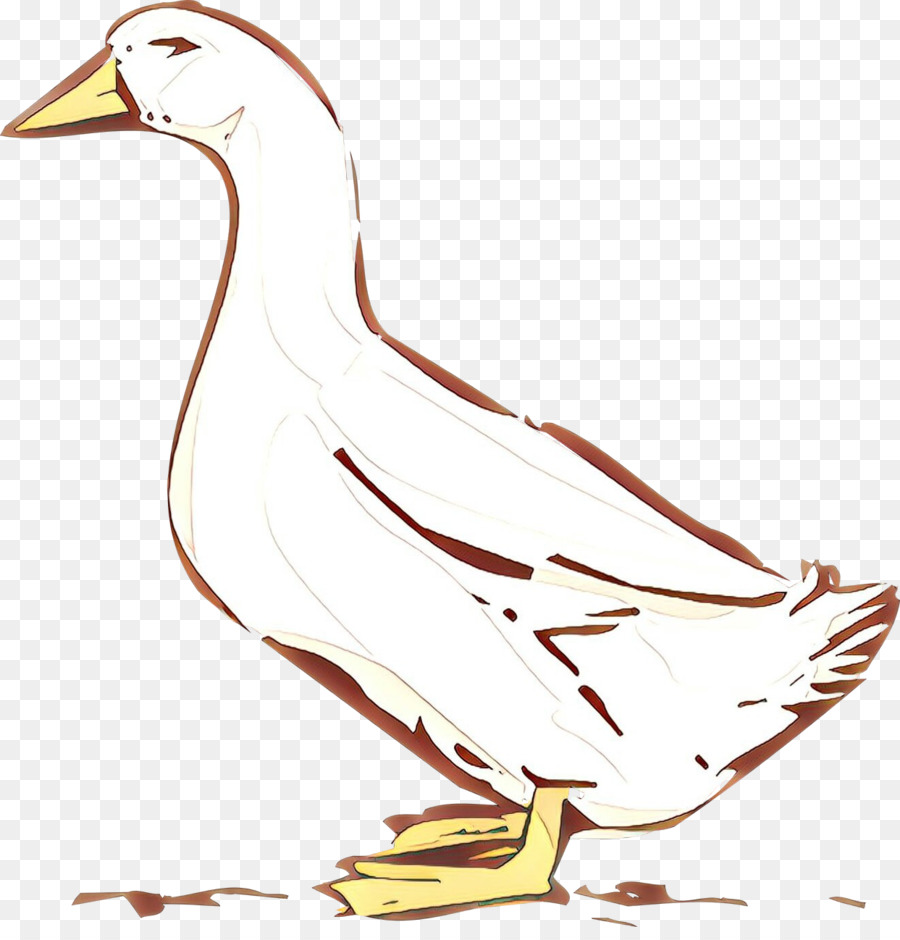 bird beak water bird duck goose