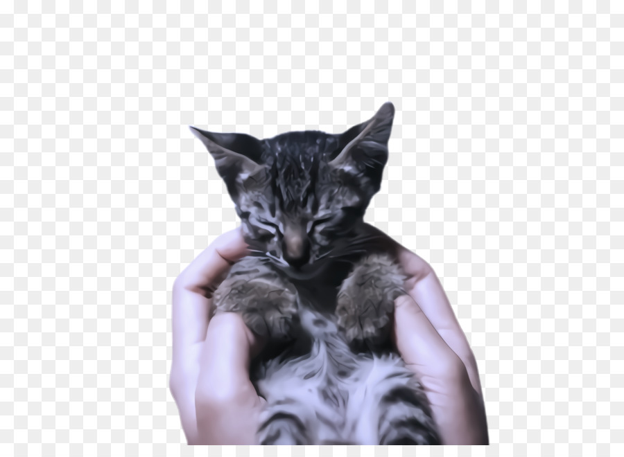 Katze kleine bis mittelgroße Katzen Schnurrhaare Tabby Katze Kätzchen - 