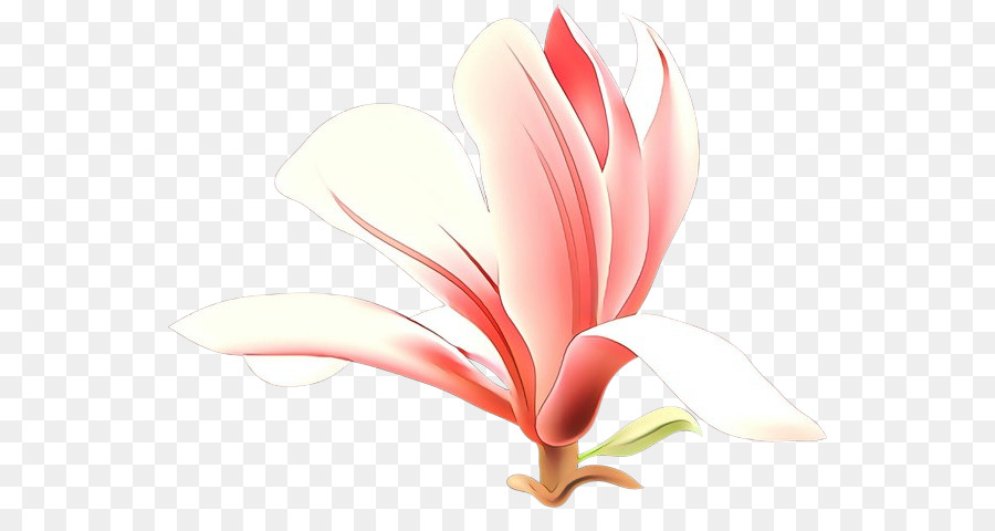 petal flower plant flowering plant pink