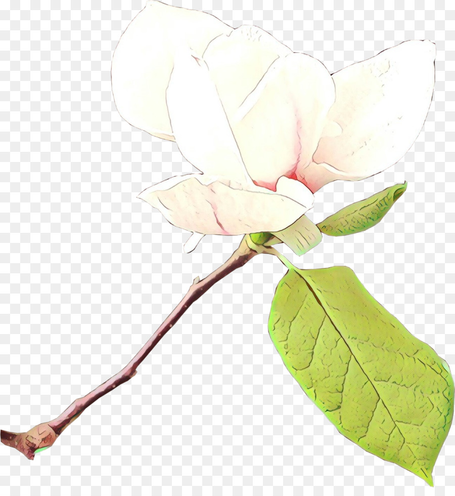 flower plant leaf magnolia branch