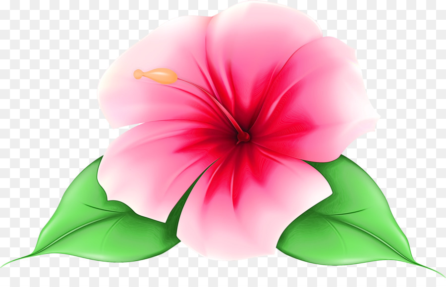 petalo fiore hawaiano ibisco pianta ibisco - 