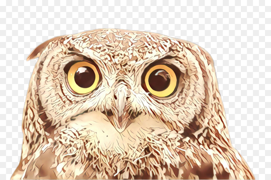 owl bird bird of prey beak eastern screech owl
