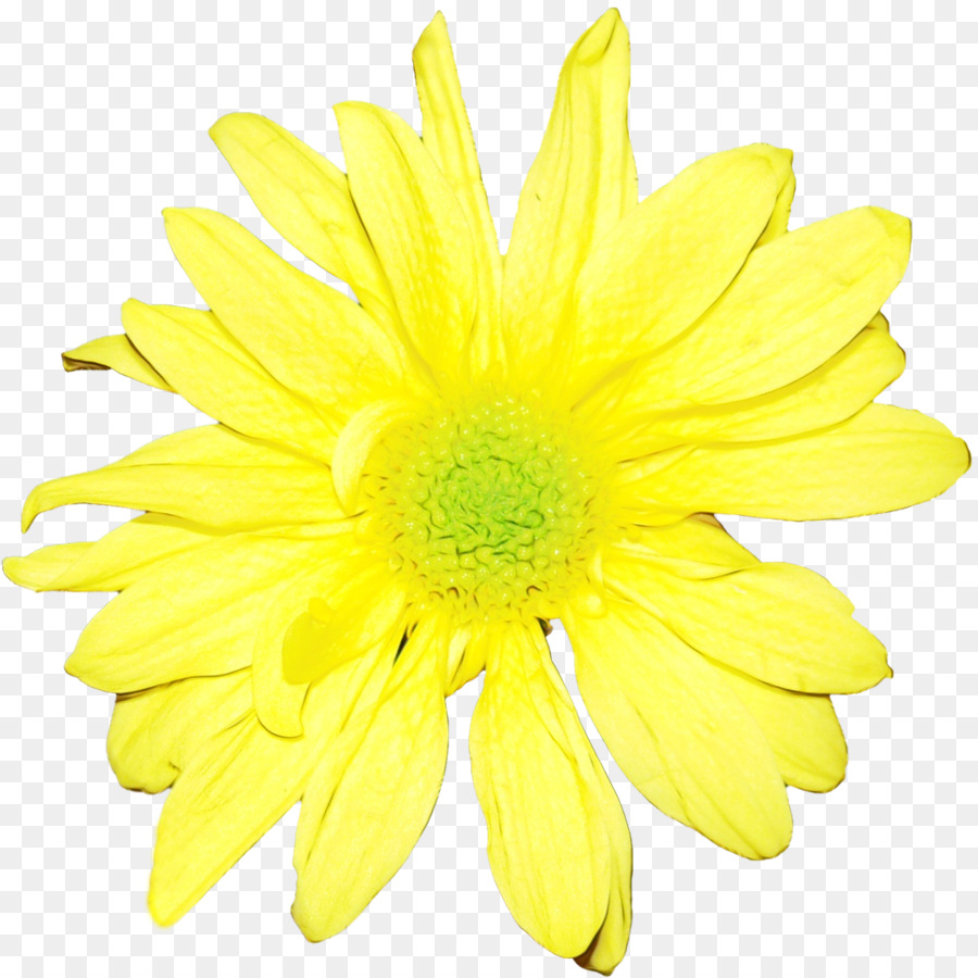 Blume gelbes Gerberablumenblatt barberton Gänseblümchen - 