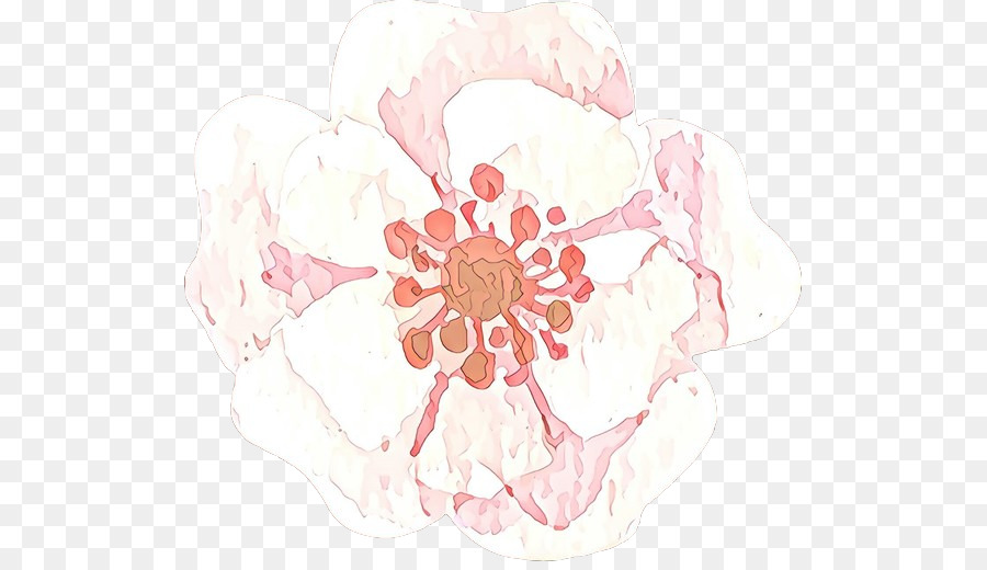 Rosa Blumenpflanze Blumenblatt Pfirsich - 