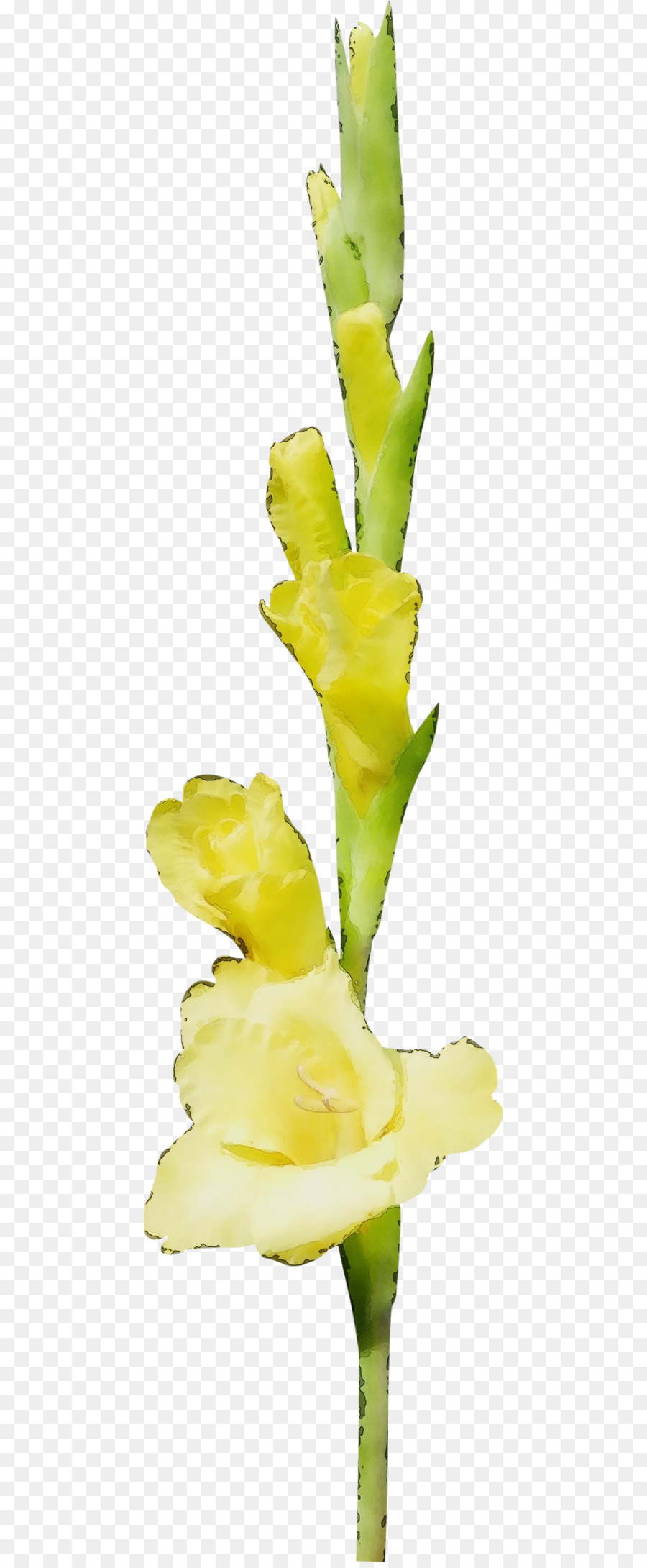 Blütenblüte-Pflanze gelber Pflanze Gladiolus - 