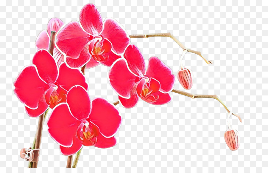 rosa Blütenblatt Pflanze Magenta - 