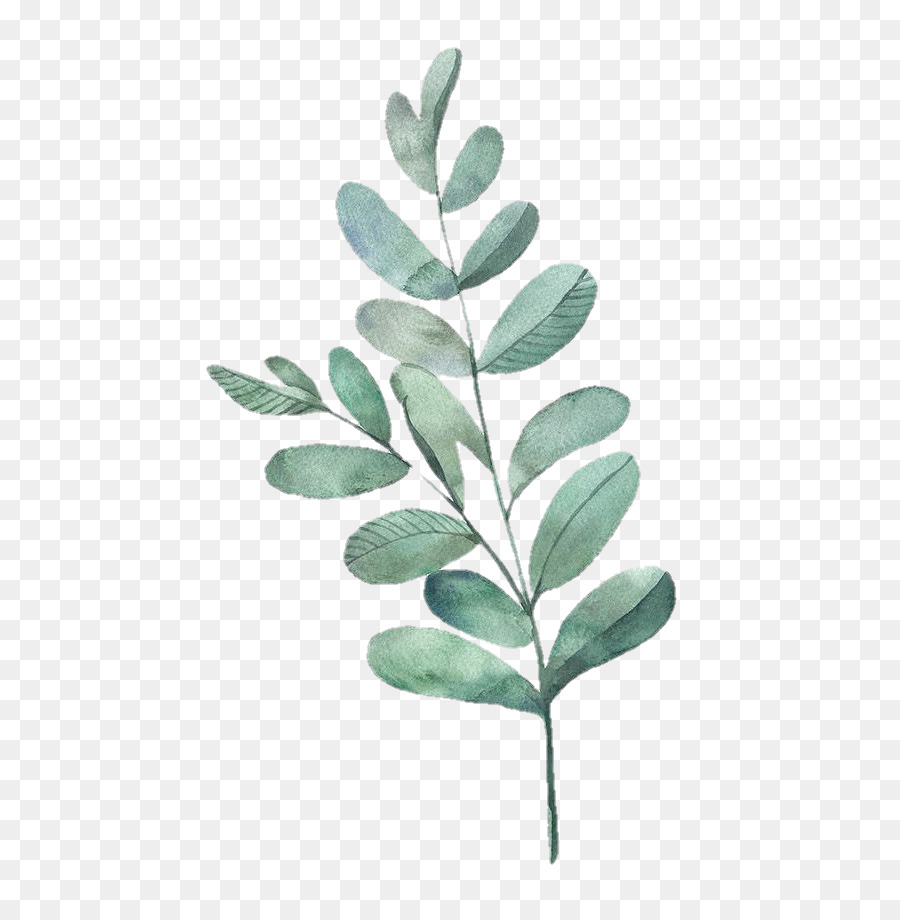 Pflanze Blatt Blume grüner Baum - Cartoon Astragalus