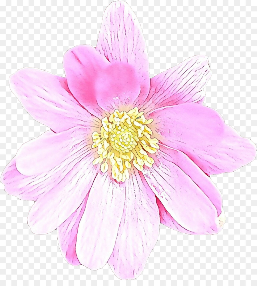 Blütenblatt rosa Pflanze Gänseblümchenfamilie - 