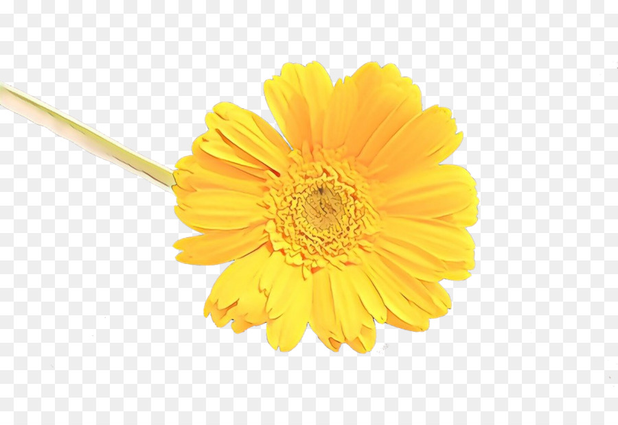 yellow gerbera barberton daisy flower english marigold