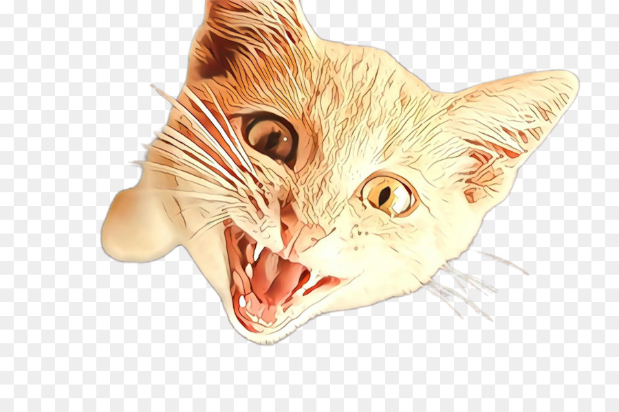 Cat Facciale Expression Whiskers testa piccola a gatti di medie dimensioni - 