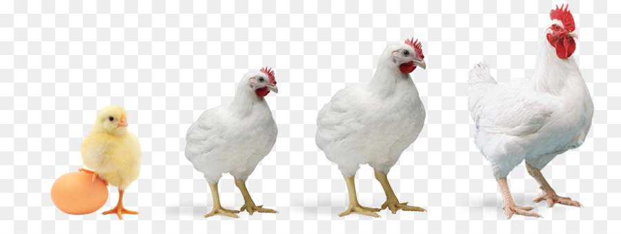 Vogel weißer Hühnerschnabel Vieh - Tag der Arbeit Geflügel