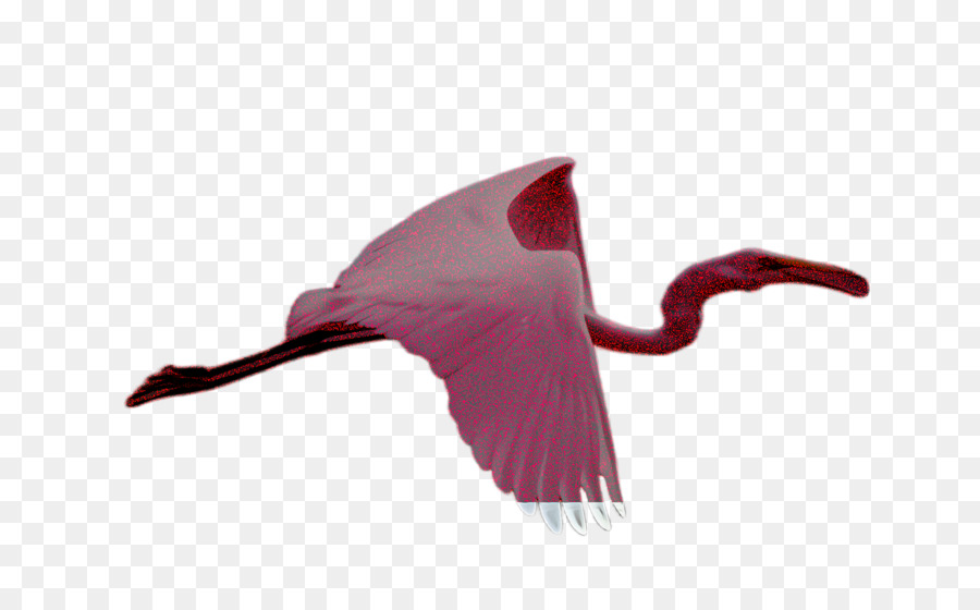 chim muỗng màu hồng ibis lớn hơn flamingo - 