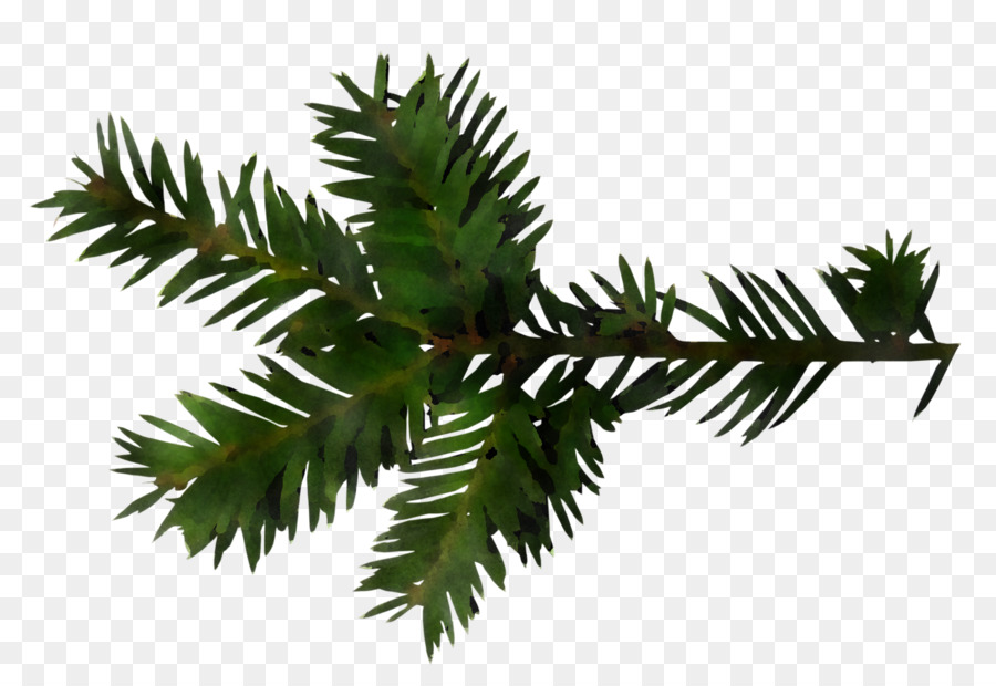 balsam fir yellow fir shortleaf black spruce oregon pine tree