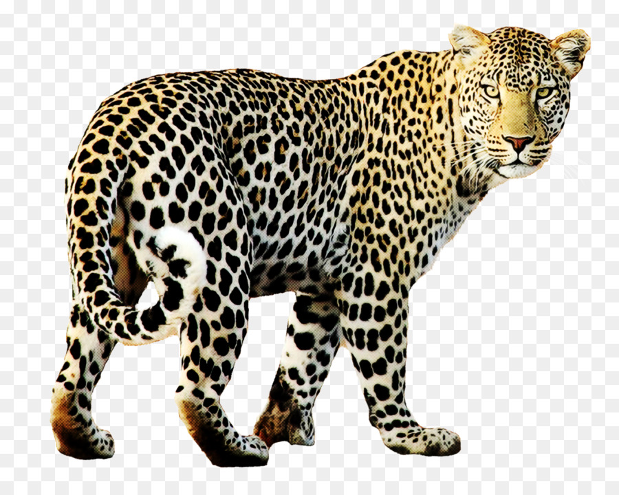 Leopard Jaguar Wildlife Animal Figure Png Download 1670 1319