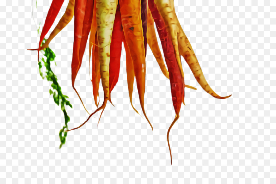 plant vegetable carrot root vegetable chile de árbol